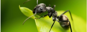 Bekämpfung von Ameisen