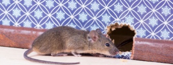Bekämpfung von Mäusen und Ratten