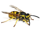 Biene Biene