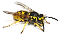 Wespe- Wespenbekämpfung