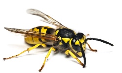 Wespe - Wespenbekämpfung