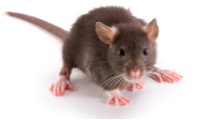 Ratte - Rattenbekämpfung