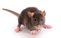Ratte - Rattenbekämpfung